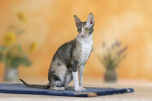 Devon Blue Cornish Rex Cat Bicolour-Blue-Tortie Cornish Rex Cat