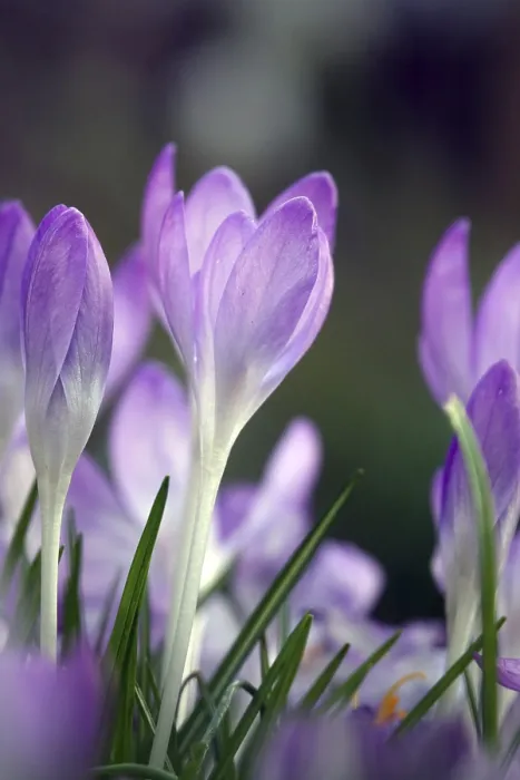 Framed Print : Crocus Crocus Print - Spring Bloom Framed Print : Crocus Crocus Print - Spring Bloom