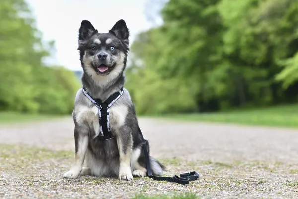 Cute French Bulldog x Siberian Husky Dog Mix Art Prints