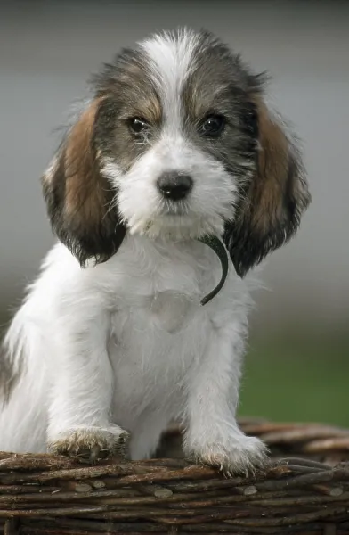 Cute Grand Basset Griffon Vendeen Pup Art Prints, Posters