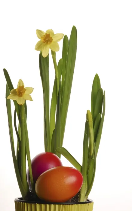 Framed Print : Daffodil, Easter Eggs Print