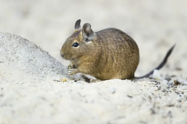 Degu (Octodon degus) Print, Central Art Prints, Posters - Main Image