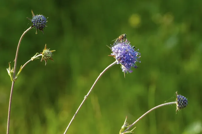 Framed Print : Devil's-bit Scabious Print Framed Print : Devil's-bit Scabious Print