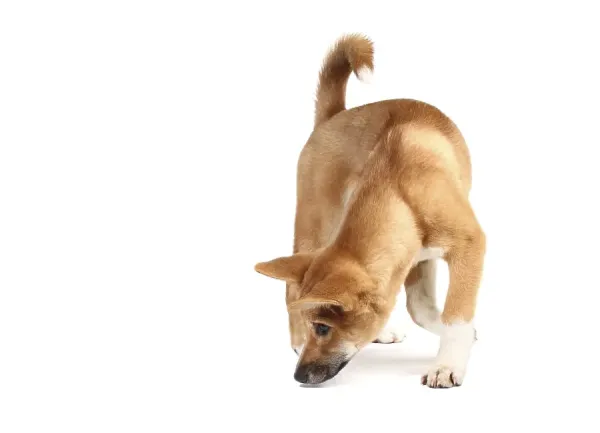 Dingo (Canis lupus dingo) Print Australian Wild Art