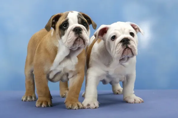 English Bulldogs, 10 Week Old Puppies Art Prints, Posters