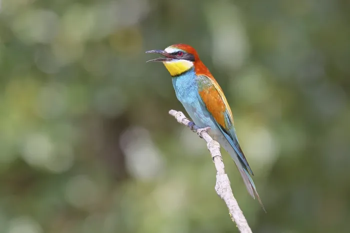 Framed Print : European Bee-Eater Print, Lake Neusiedl, Austria Framed Print : European Bee-Eater Print, Lake Neusiedl, Austria