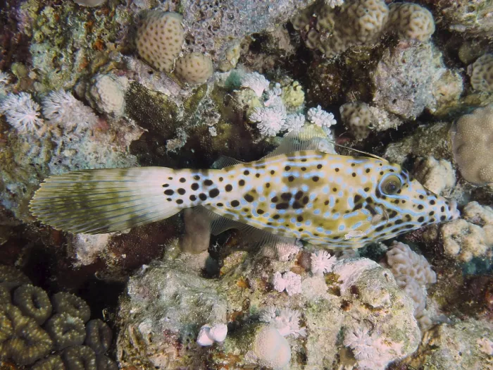 Framed Print : Script Filefish Print, House Reef, Red Sea