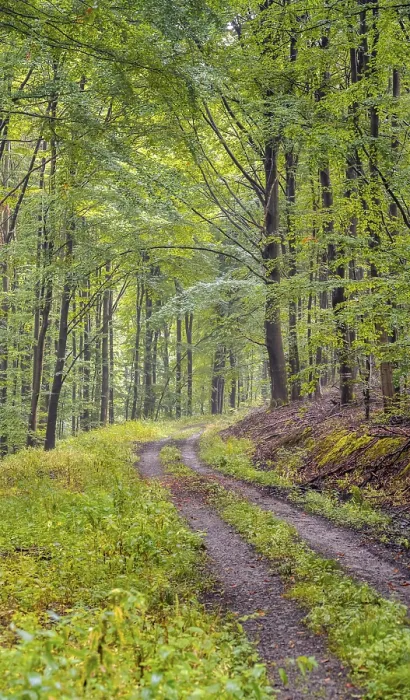 Framed Print : Thuringia Forest Path Print, Germany