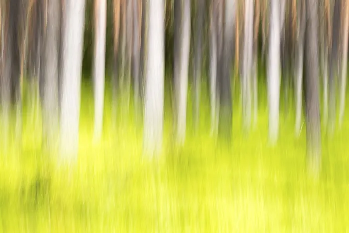 Framed Print : Spring Forest Landscape Print