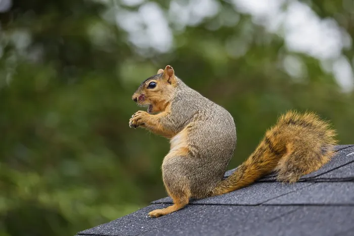 Framed Print : The Fox Squirrel Print
