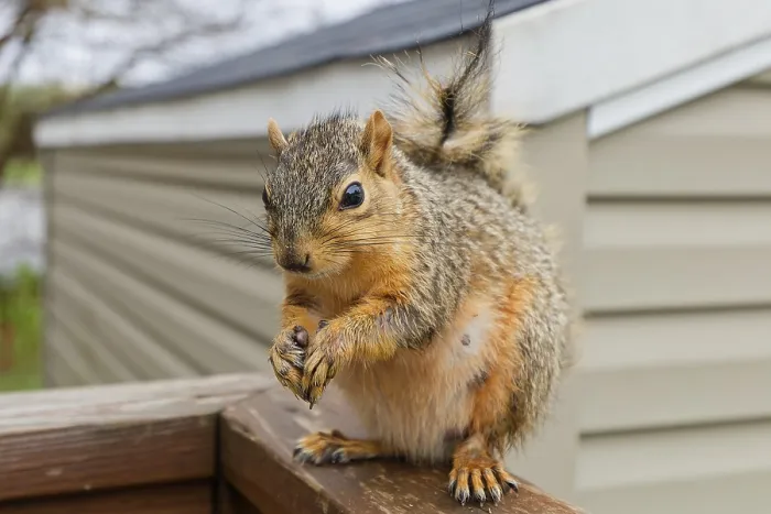 Framed Print : The Fox Squirrel Print