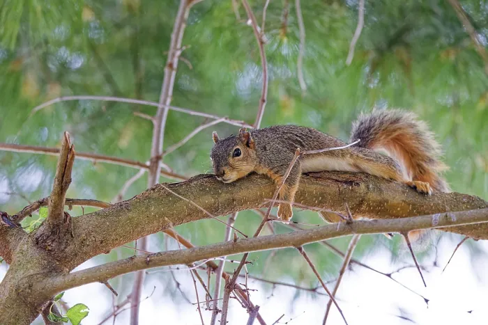 Framed Print : Fox Squirrel Print Framed Print : Fox Squirrel Print