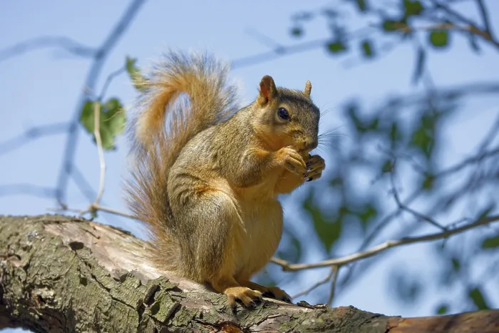 Framed Print : Fox Squirrel Print Framed Print : Fox Squirrel Print