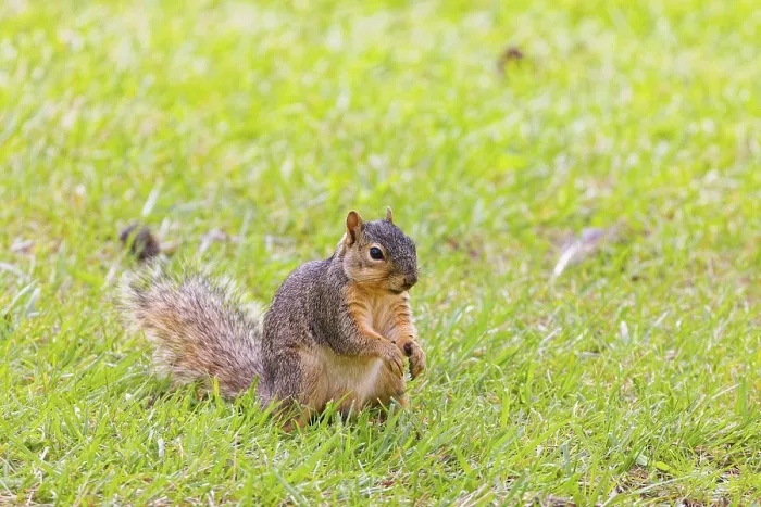 Framed Print : The fox squirrel (Sciurus niger) Framed Print : The fox squirrel (Sciurus niger)