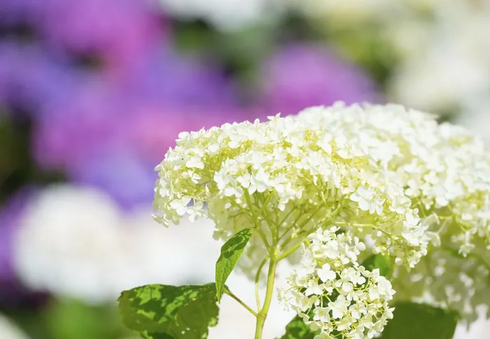 Framed Print : Garden Hydrangea Print, Mecklenburg Lake District, Germany Framed Print : Garden Hydrangea Print, Mecklenburg Lake District, Germany