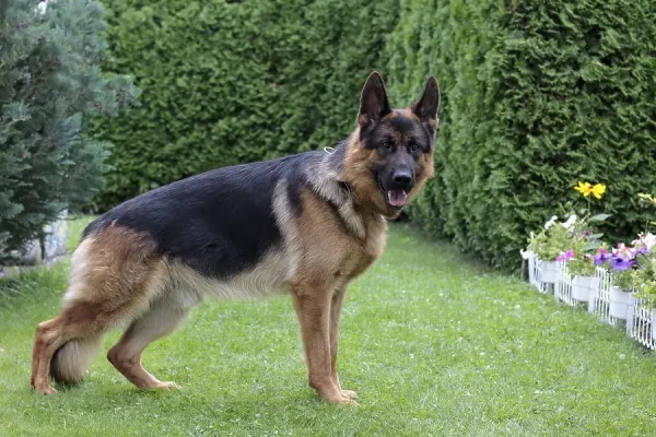 German Shepherd Dog in a Garden Art Prints, Posters