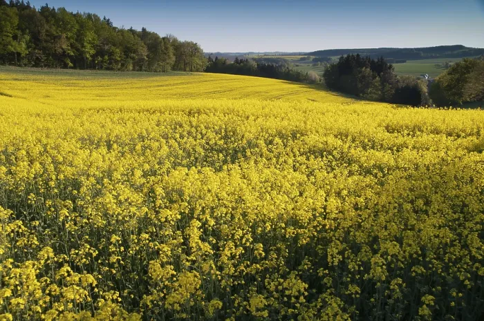 Framed Print : Print of Greiz, Thuringia's Cultivated Landscape in Spring Framed Print : Print of Greiz, Thuringia's Cultivated Landscape in Spring
