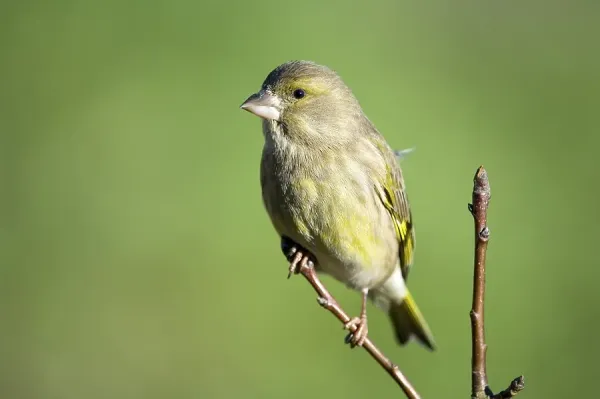 Chloris Greenfinch Breeding European Greenfinch Cardueli Chloris