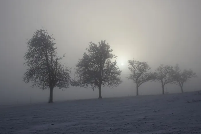 Framed Print : Winter Trees in Diffused Light Print, Upper Swabia, Germany Framed Print : Winter Trees in Diffused Light Print, Upper Swabia, Germany