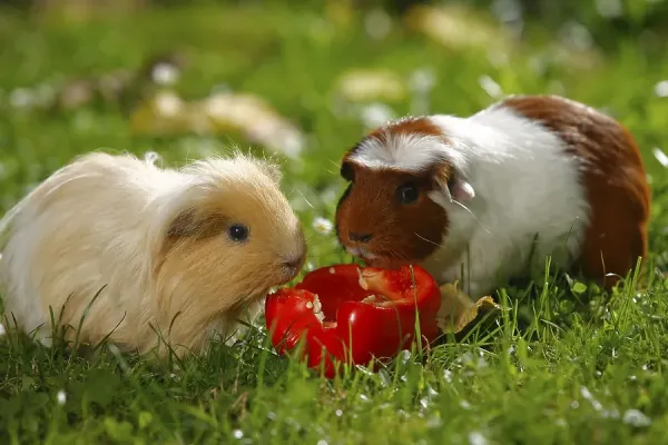 Eat Guinea Pig Red Bell Pepper Can Guinea Pigs Eat Bell Peppers Do