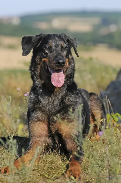 Blue Merle Harlequin Beauceron Art Prints, Posters