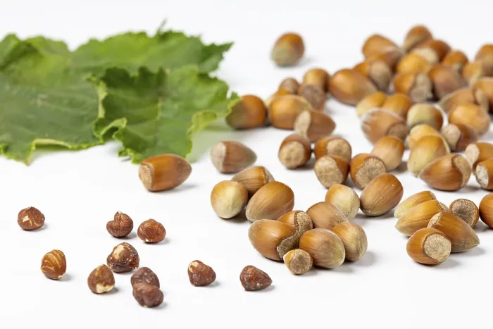 Framed Print : Hazelnuts in and without shell Print, White Background Framed Print : Hazelnuts in and without shell Print, White Background