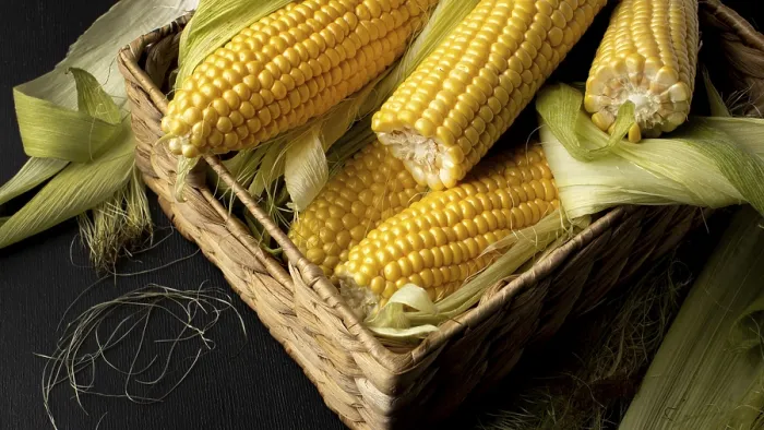 Framed Print : High Angle Fresh Corn Composition Print Framed Print : High Angle Fresh Corn Composition Print