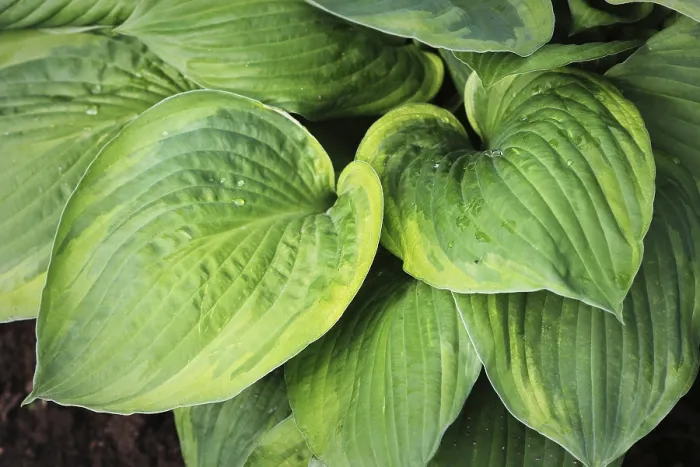 Framed Print : Hosta Leaf Print Background Wallpaper