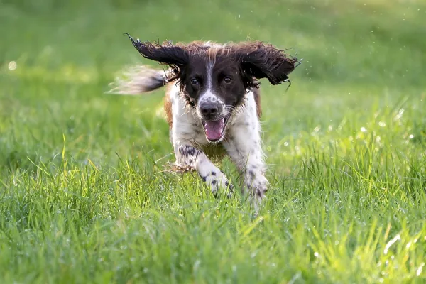 Springer Spaniel in Vulkaneifel, Rhineland-Palatinate Art