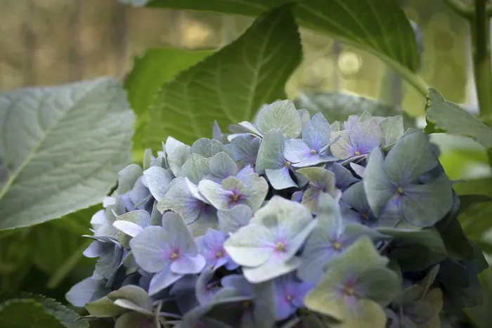 Framed Print : Hydrangea macrophylla Print, Dortmund, Germany Framed Print : Hydrangea macrophylla Print, Dortmund, Germany