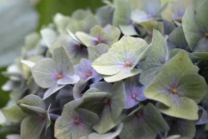 Framed Print : Hydrangea (Hydrangea macrophylla) Print - Dortmund, Germany Framed Print : Hydrangea (Hydrangea macrophylla) Print - Dortmund, Germany