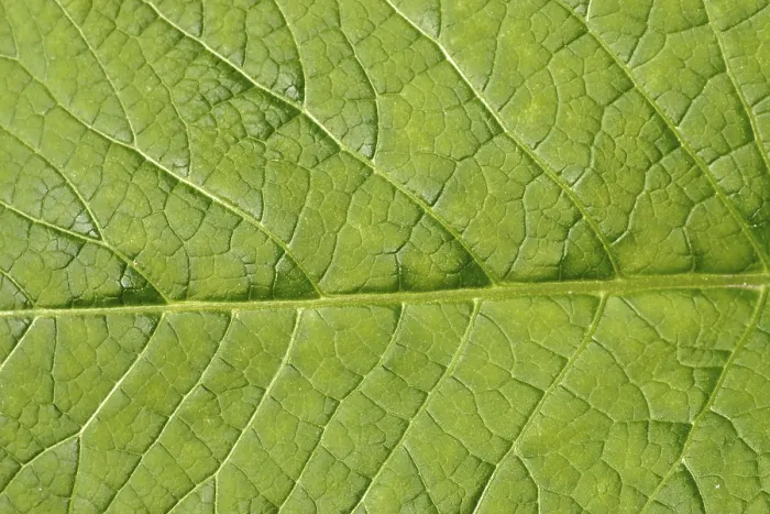 Framed Print : Leaf Structure Print - Close-Up of Plant Anatomy