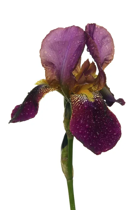 Framed Print : Iris Print by Vincent van Gogh