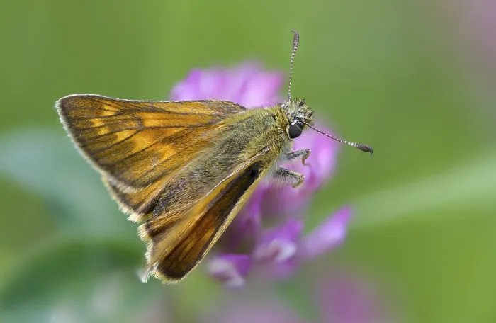 Framed Print : Large Skipper Butterfly Print Framed Print : Large Skipper Butterfly Print