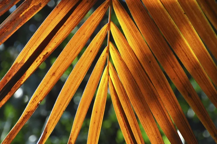 Framed Print : Botanical Print of a Feathery Leaf Structure Framed Print : Botanical Print of a Feathery Leaf Structure
