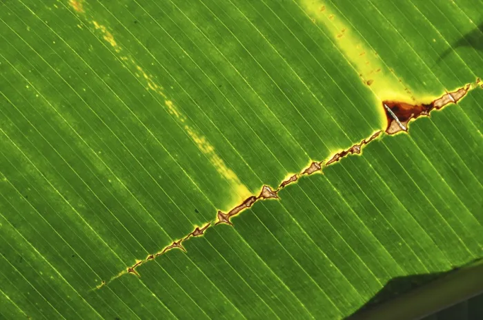 Framed Print : Banana Leaf Print with Botanical Structure Framed Print : Banana Leaf Print with Botanical Structure