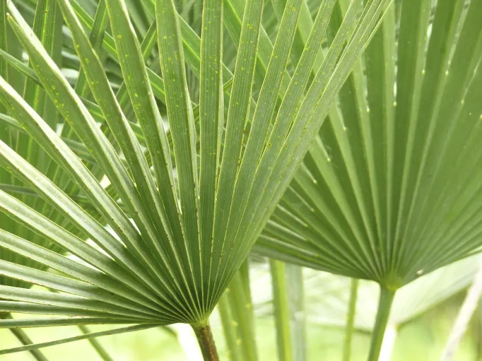 Framed Print : Botanical Leaf Structure Print Framed Print : Botanical Leaf Structure Print