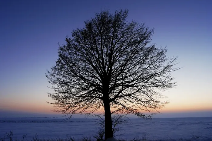 Framed Print : Leafless Tree Print