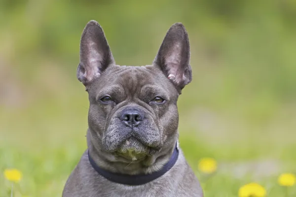 Lilac Isabella Frenchie Top Isabella French Bulldog Clearance - Main Image