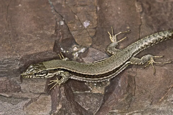Framed Print : Lizard Print, Close-up of a Lizard's Face