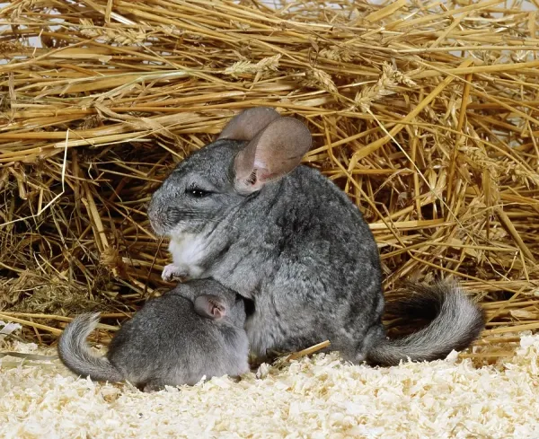 Lanigera C Chinchilla Albino Chinchilla For Sale Sales