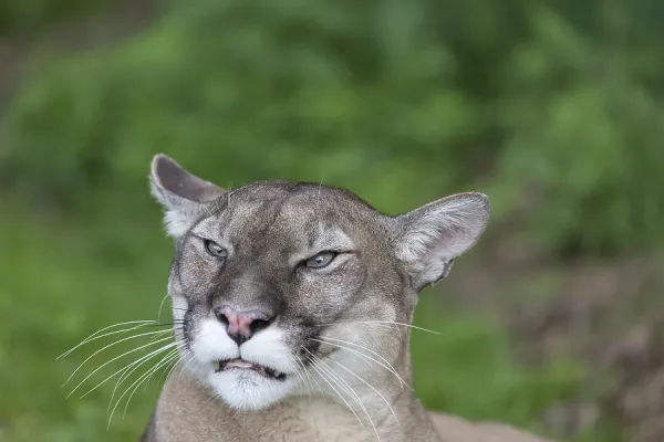 Puma Male Animal One Male Cougar Print Puma Concolor Frontal Art