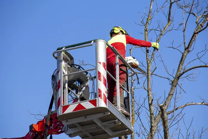 Framed Print : Man on the work platform pruning trees Print