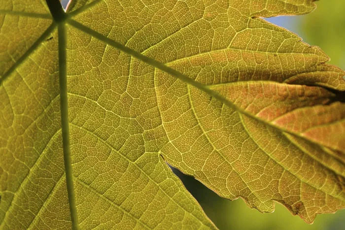 Framed Print : Close-up Maple Leaf Print Framed Print : Close-up Maple Leaf Print