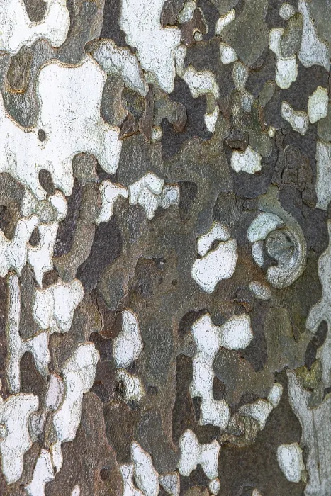 Framed Print : Plane Tree Bark Print, Elba Island, Italy Framed Print : Plane Tree Bark Print, Elba Island, Italy