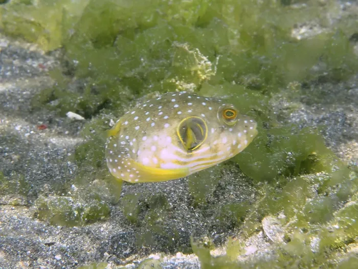 Framed Print : Print of Patterned Pufferfish in Seagrass