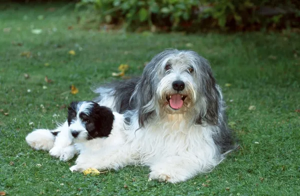 Polish Lowland Sheepdog Print: Week Old Art Prints