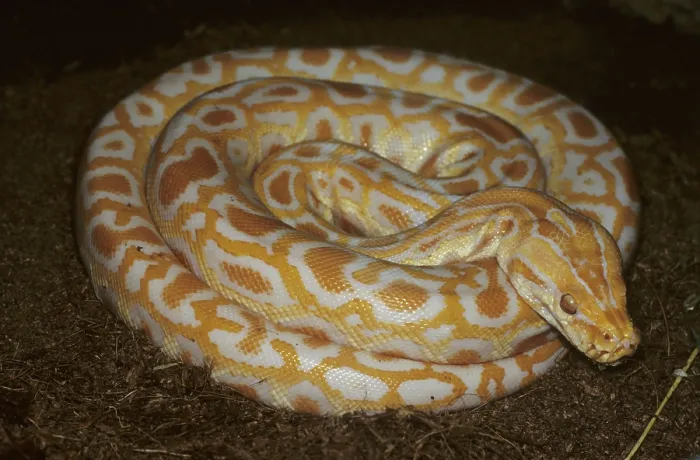 Framed Print : Albino Tiger Python (Python molurus) Print Framed Print : Albino Tiger Python (Python molurus) Print