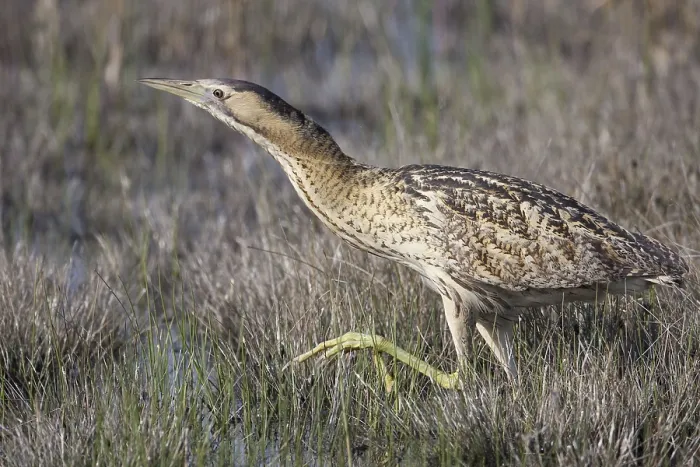 Framed Print : Bittern Print (Botaurus stellaris)