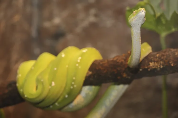 Framed Print : Captive Green Tree Python Print (Chondropython viridis) Framed Print : Captive Green Tree Python Print (Chondropython viridis)